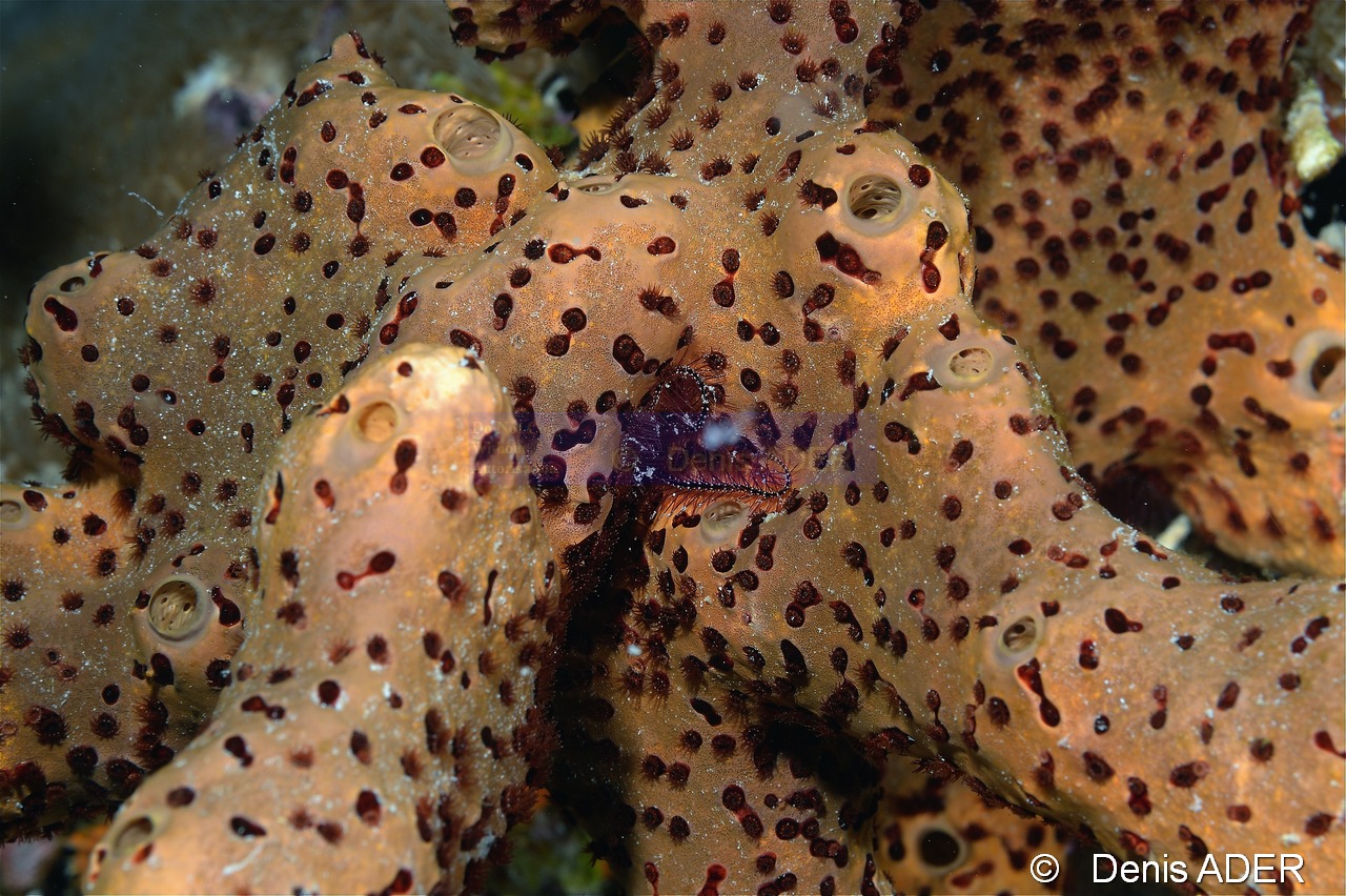 Ophiothrix-suensonii-Agelas conifera Parazoanthus puertoricense ambiance Bonaire Buddy reef-29m-20120217-Denis-ADER-DSC_6227_tn.jpg